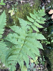 Dryopteris goldieana