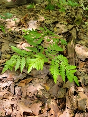 Botrypus virginianus