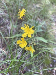 Hieracium scouleri