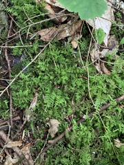 Thuidium delicatulum