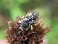Anthidium manicatum