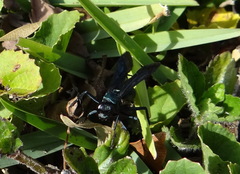 Pepsis mexicana