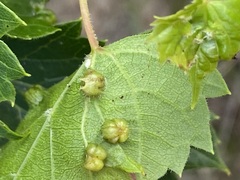 Daktulosphaira vitifoliae
