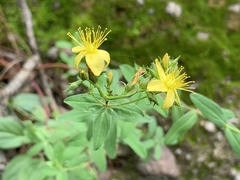 Hypericum formosum