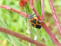 Lygaeus kalmii
