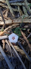 Convolvulus equitans