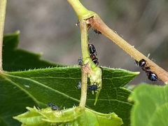 Myrmentoma