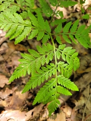 Botrypus virginianus