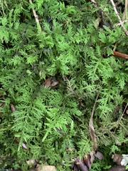 Thuidium delicatulum