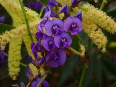 Hardenbergia violacea