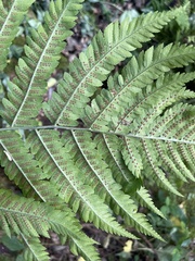 Dryopteris goldieana