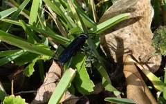 Pepsis mexicana