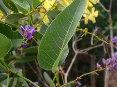 Hardenbergia violacea