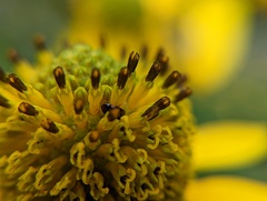 Olibrus