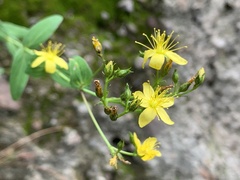 Hypericum formosum