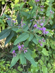 Desmodium canadense