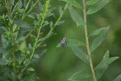 Trirhabda bacharidis