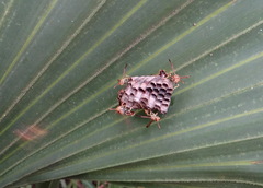 Mischocyttarus mexicanus cubicola