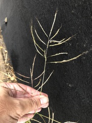 Dichanthium annulatum annulatum