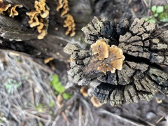 Fungi