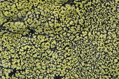 Rhizocarpon