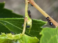 Myrmentoma