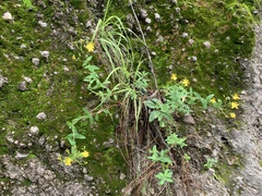 Hypericum formosum