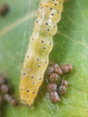 Saucrobotys futilalis