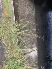 Dichanthium annulatum annulatum