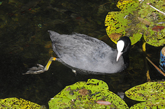 Fulica atra
