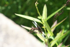 Libellula luctuosa
