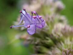 Agastache foeniculum