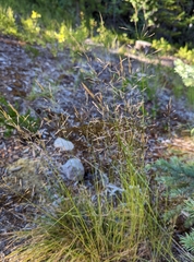 Agrostis capillaris