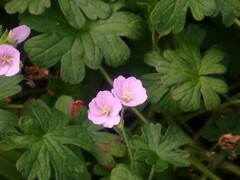 Geranium