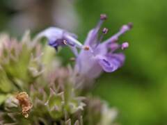 Agastache foeniculum