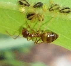 Prenolepis imparis