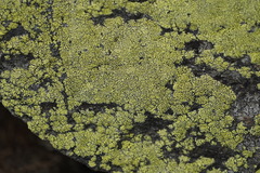 Rhizocarpon