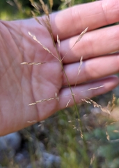 Agrostis capillaris