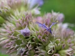 Agastache foeniculum