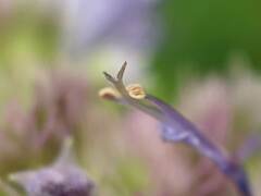 Agastache foeniculum