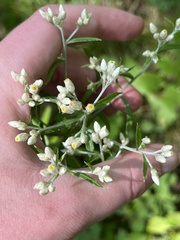Pseudognaphalium obtusifolium