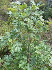 Quercus shumardii