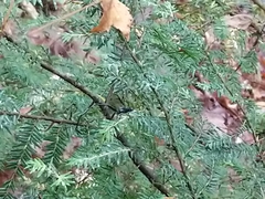 Pelecinus polyturator