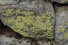 Rhizocarpon