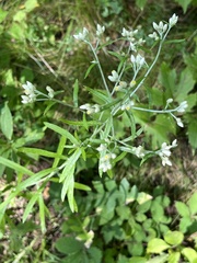 Pseudognaphalium obtusifolium