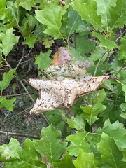 Hyphantria cunea