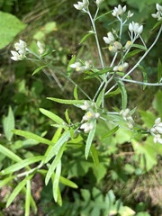 Pseudognaphalium obtusifolium