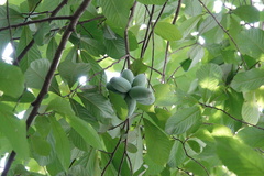 Asimina triloba