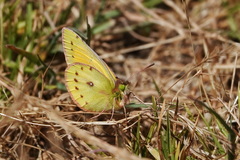 Colias euxanthe