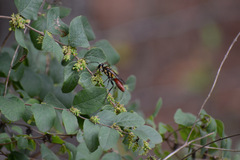 Sphex habenus